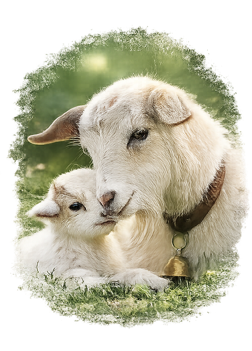 Lamb and sheep sharing a gentle moment of care